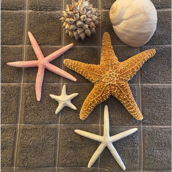 Shell collection - Picture 1 of 1